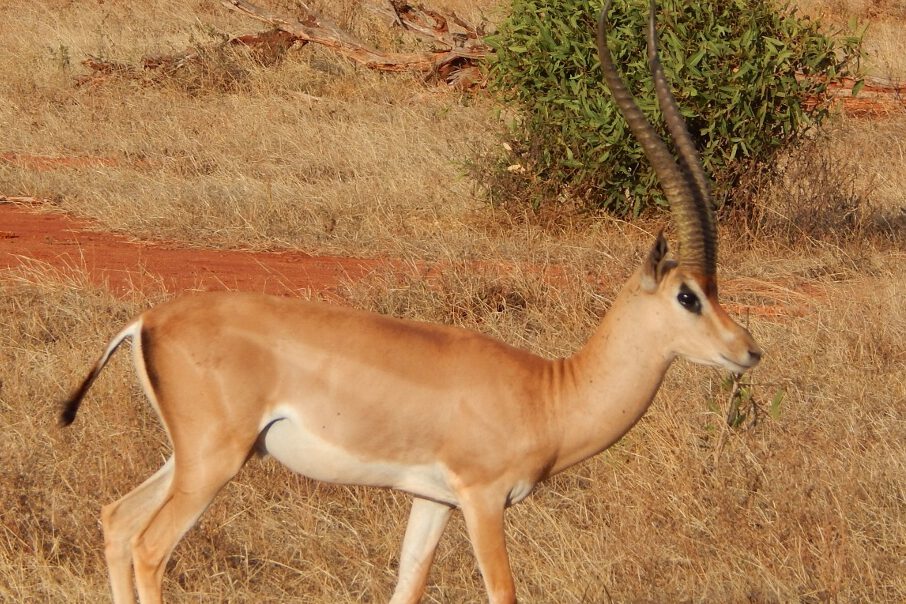 Impala im Tsavo East Nationalpark, Kenia