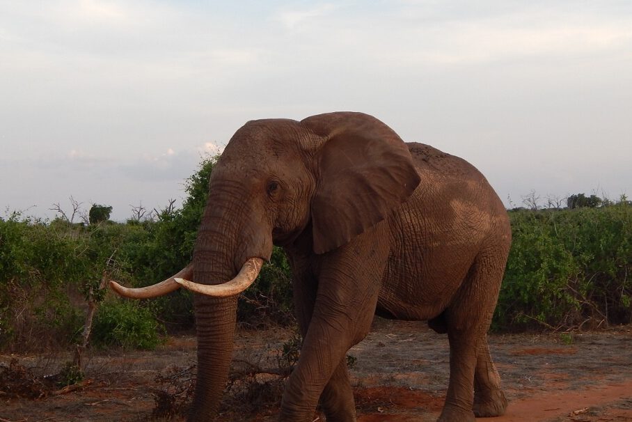 Elefantenbulle im Tsavo East Nationalpark, Kenia