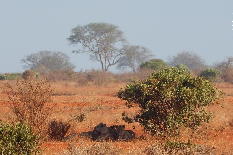 Löwen im Tsavo East Nationalpark, Kenia