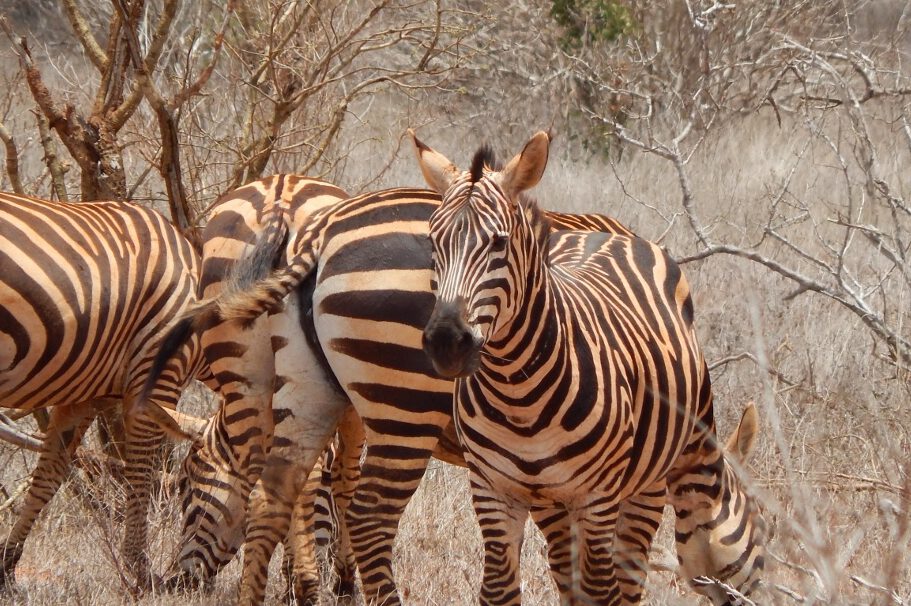 Zebras im Tsavo East Nationalpark, Kenia