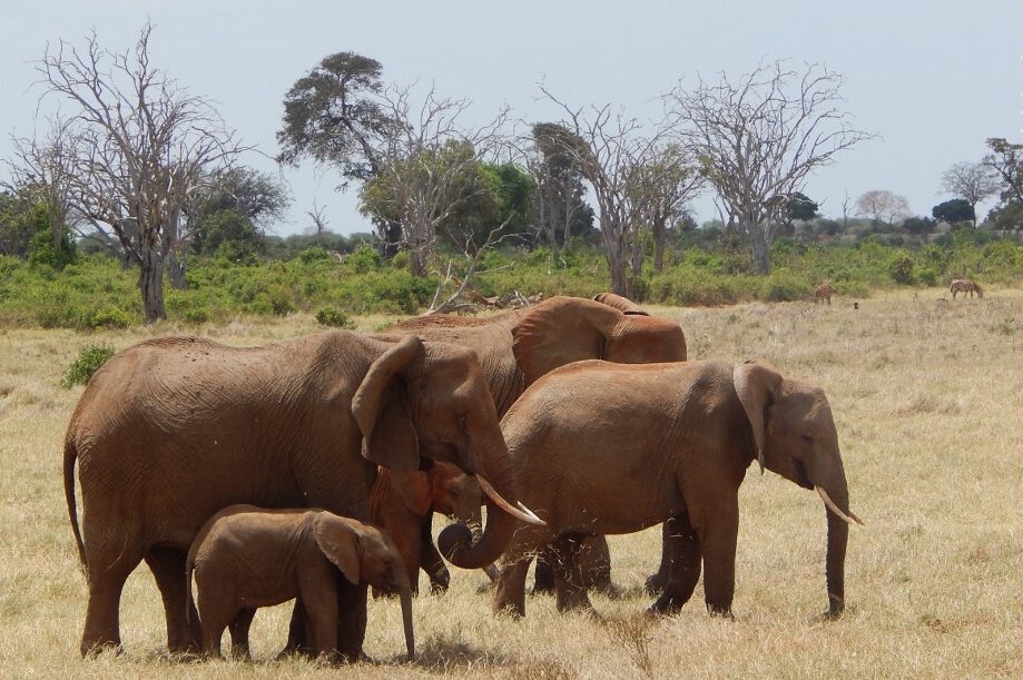 Elefanten im Tsavo East Nationalpark, Kenia