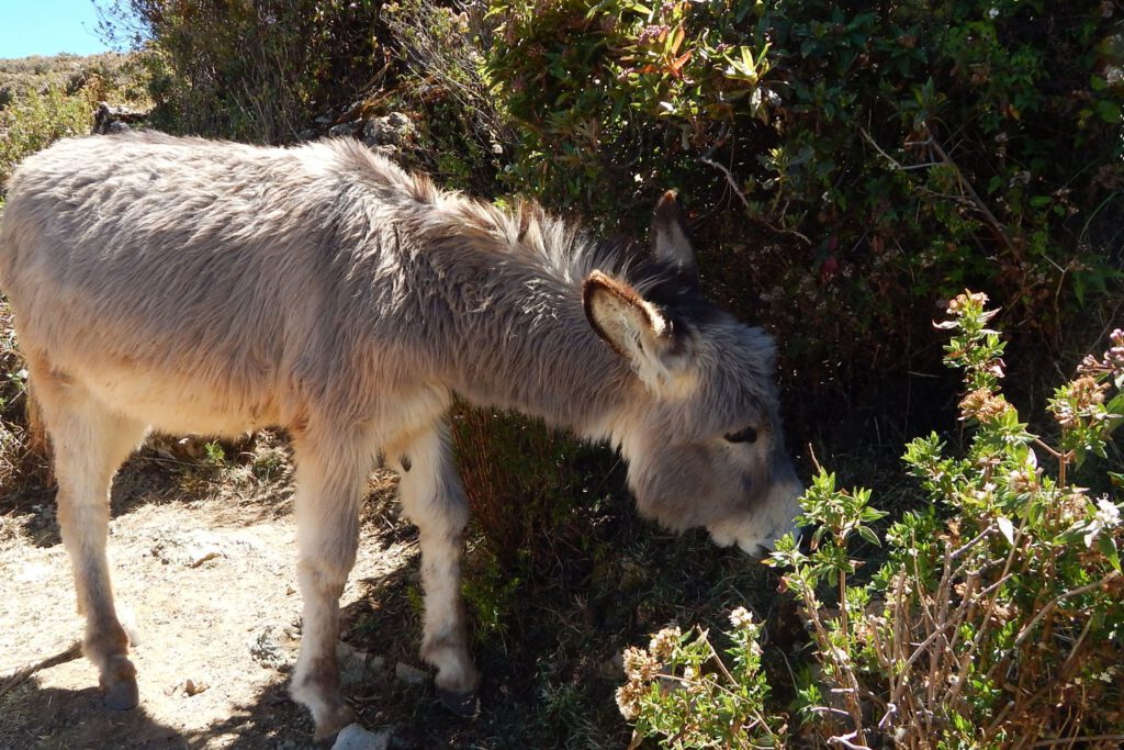Esel auf der Isla del Sol