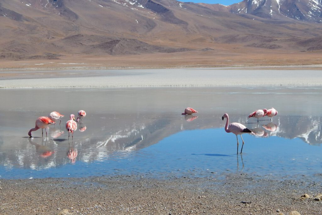 Uyuni - Pinke Flamingos in Laguna Hedionda
