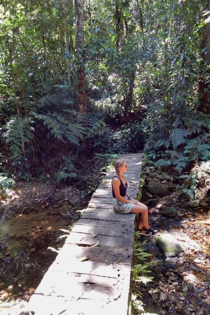 Holzweg im Tijuca Nationalpark als Tagesausflüg von Rio de Janeiro