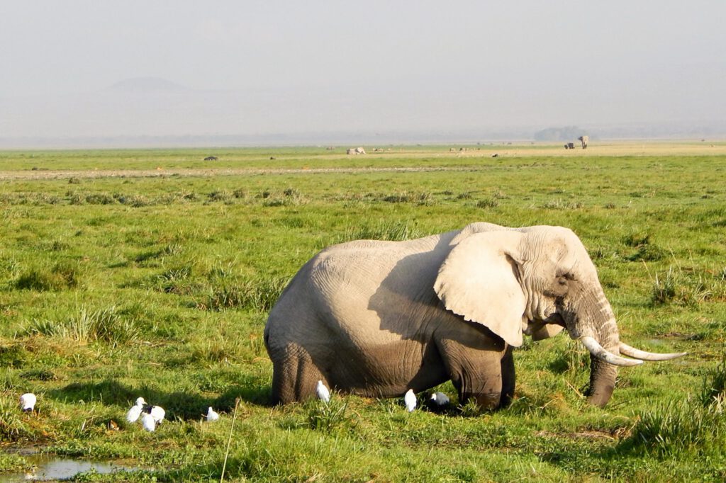 Amboseli Nationalpark - Elefant 2