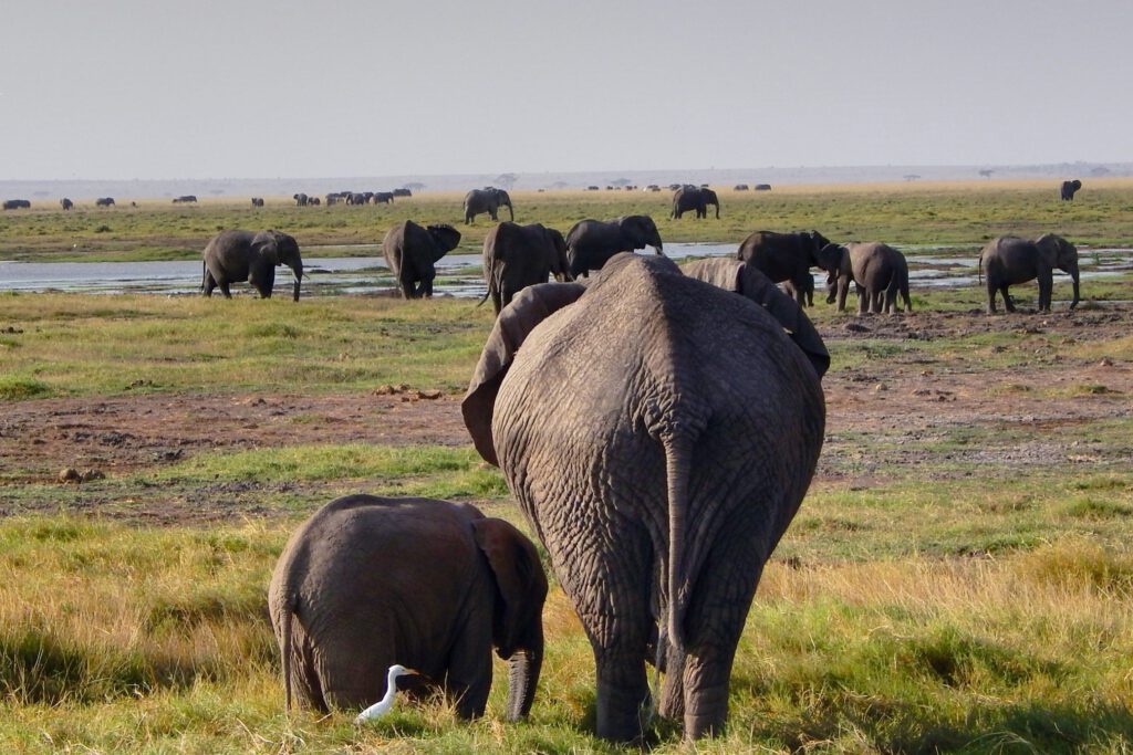 Amboseli Nationalpark - Elefant