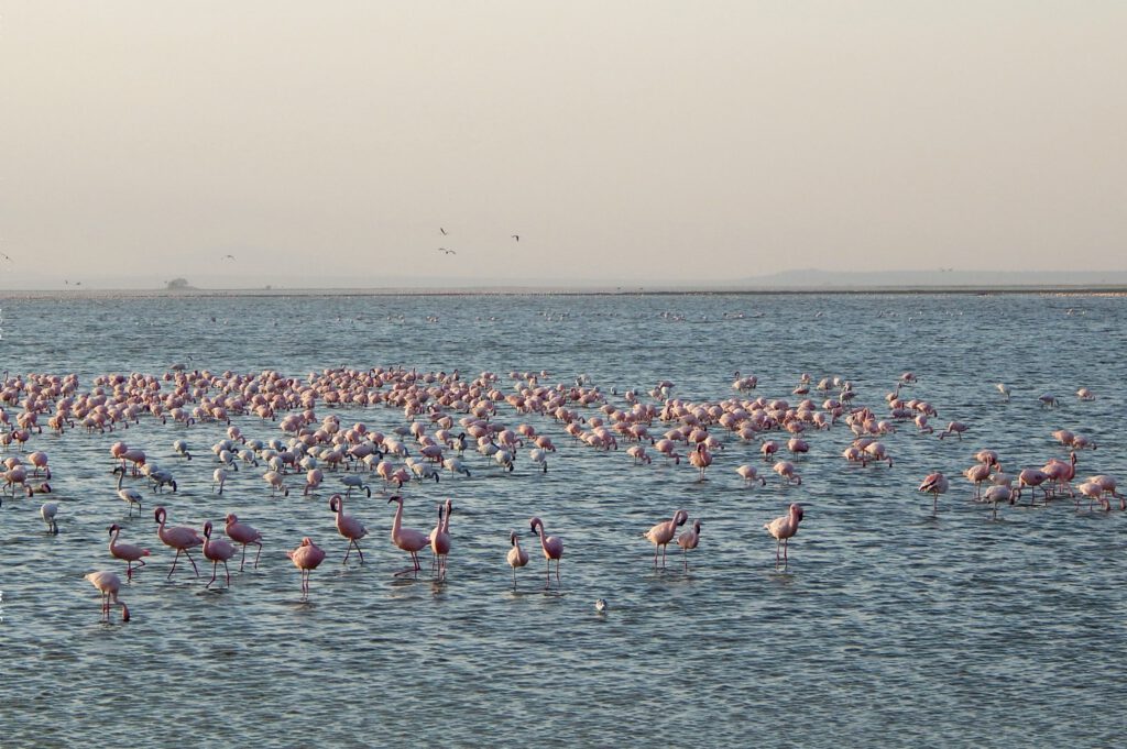 Amboseli Nationalpark - Flamingos