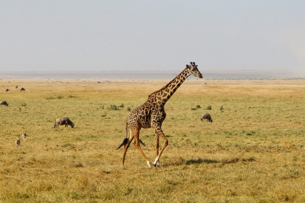 Amboseli Nationalpark - Giraffe