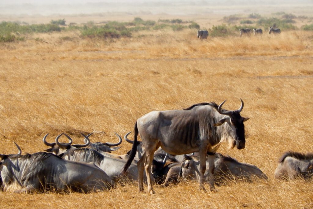 Amboseli Nationalpark - Gnus