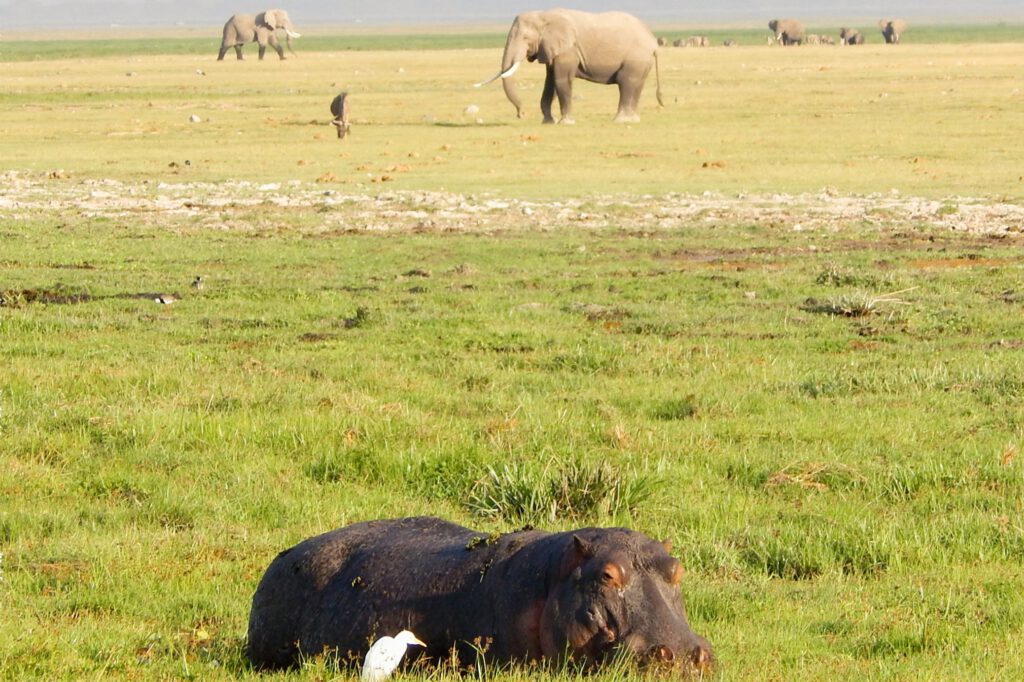 Amboseli Nationalpark - Hippo