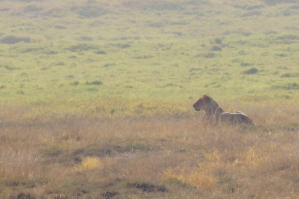 Amboseli Nationalpark - Löwin