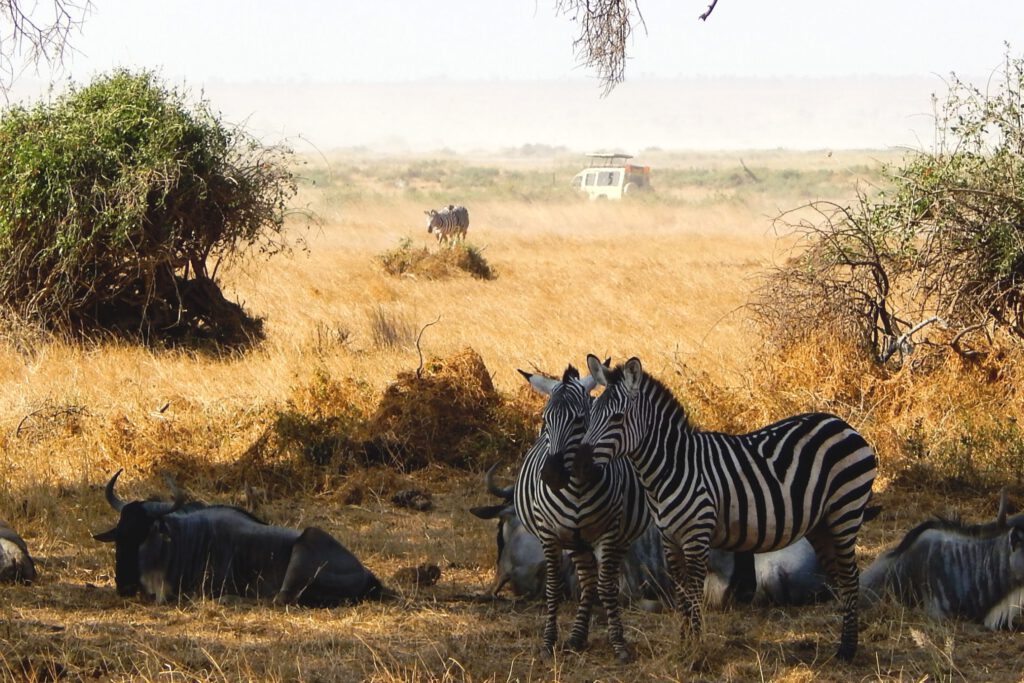 Amboseli Nationalpark - Zebra