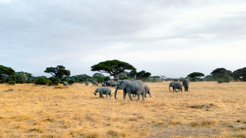 Thumbnail - Amboseli Nationalpark