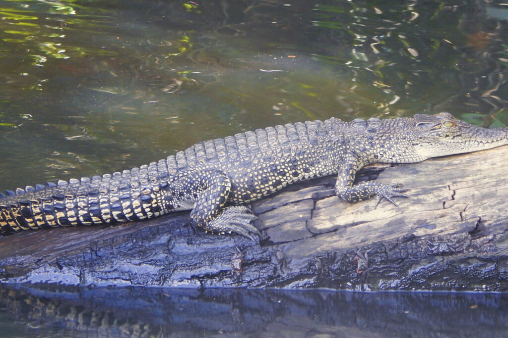 Süden Sri Lanka - Bentota River Wildes Krokodil