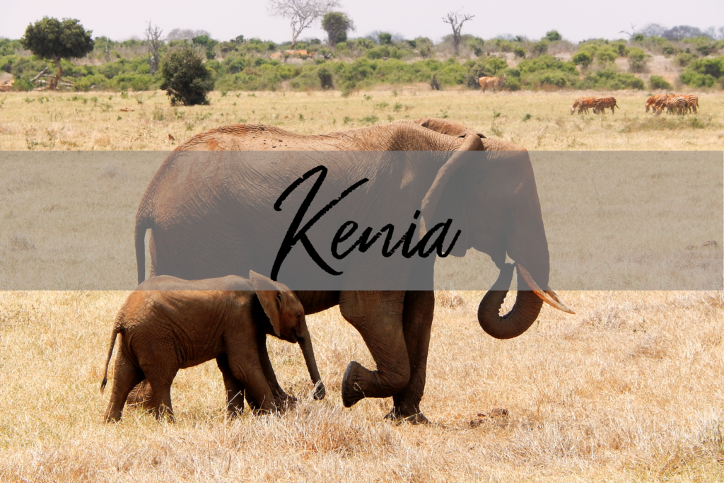 Kenia Elefant mit Baby
