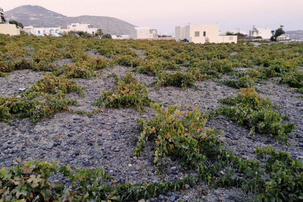 Weinanbau auf der Insel Santorini