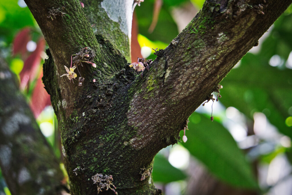 Kakao in Guatemala: Die Blüte der Kakaofrucht
