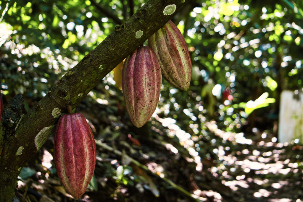 Kakao in Guatemala: Kakaofrüchte in unterschiedlichen Reifegraden
