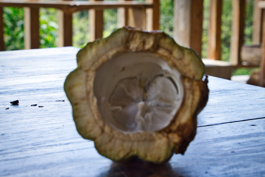 Kakao in Guatemala: Querschnitt einer Kakaofrucht