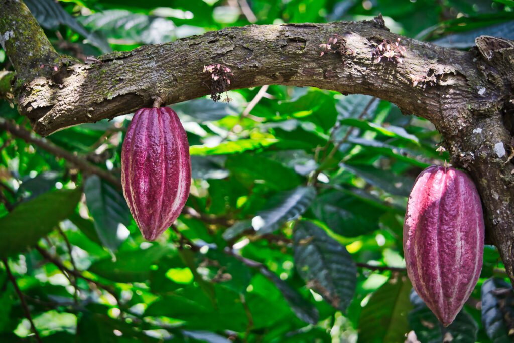 Kakao in Guatemala: Reife Kakaofrüchte im Dschungel