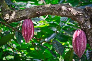Kakao in Guatemala: Reife Kakaofrüchte im Dschungel