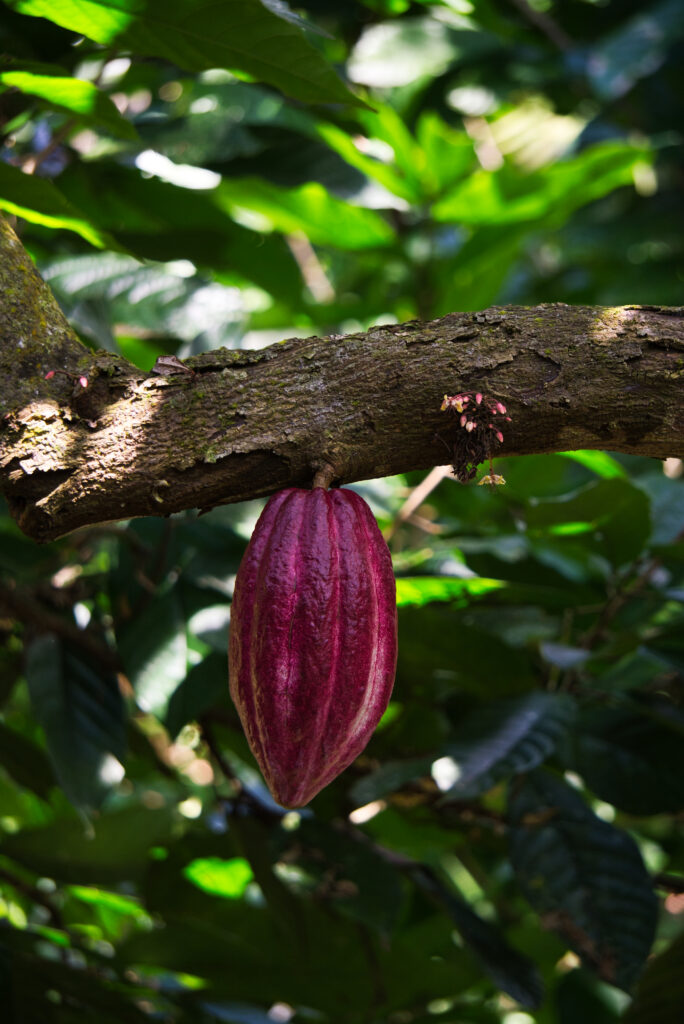 Kakao in Guatemala - Eine heilige Frucht