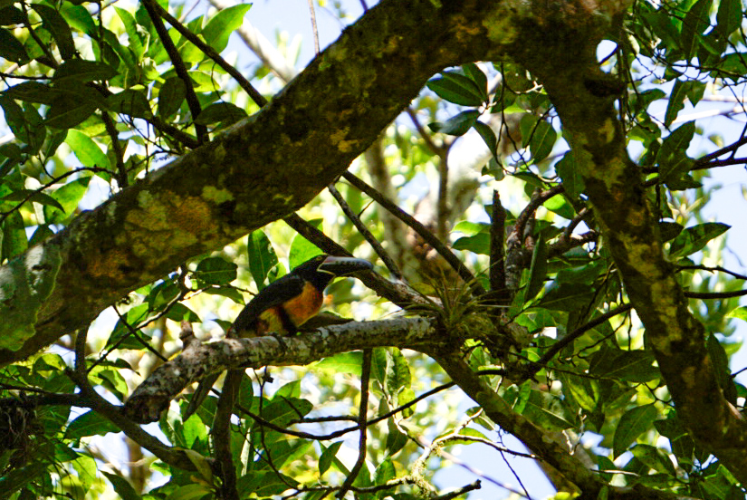 Tukan im Yaxha Nationalpark in Guatemala