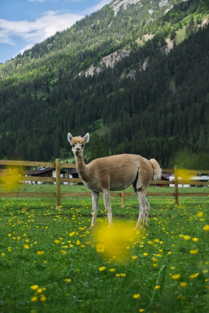 Alpakas in den Alpen am Achensee in Tirol
