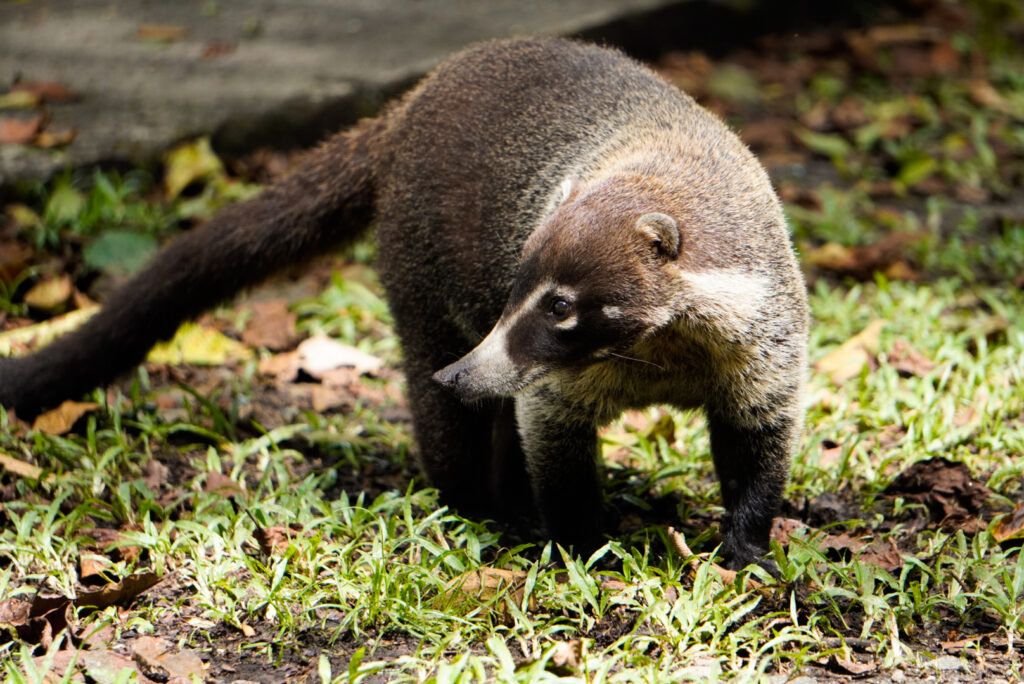Coati im Parque Natural Metropolitano in Panama City