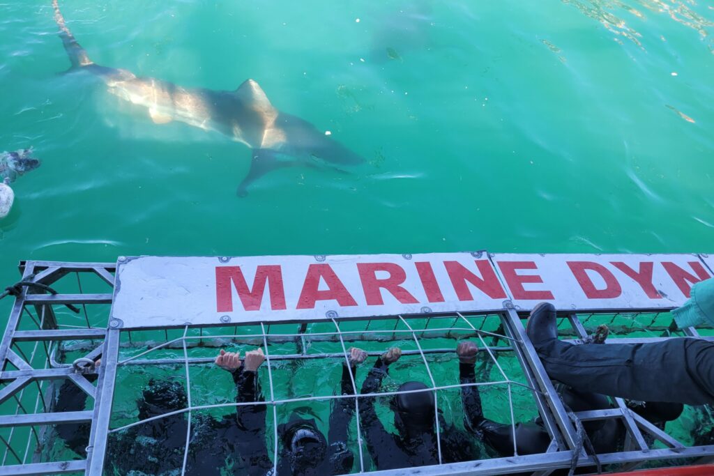 Haitauchen Südafrika: Der Shark Cage von Marine Dynamics