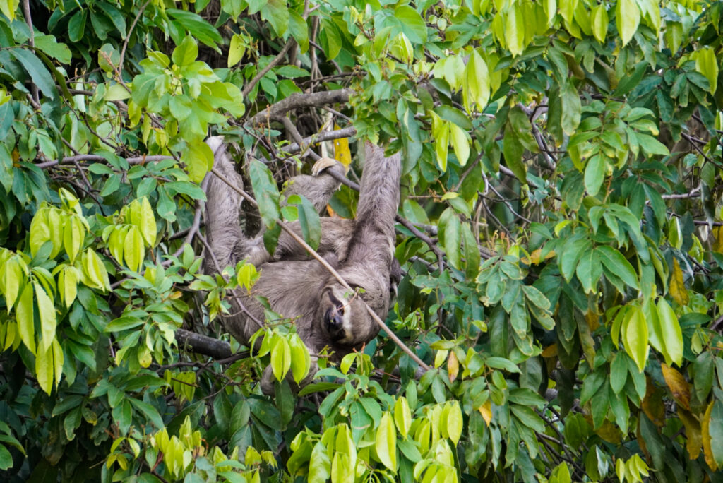 Faultier im Tambopata Nationalpark