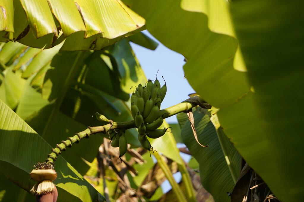 Bananen wachsen auch im Tambopata Nationalpark in Peru