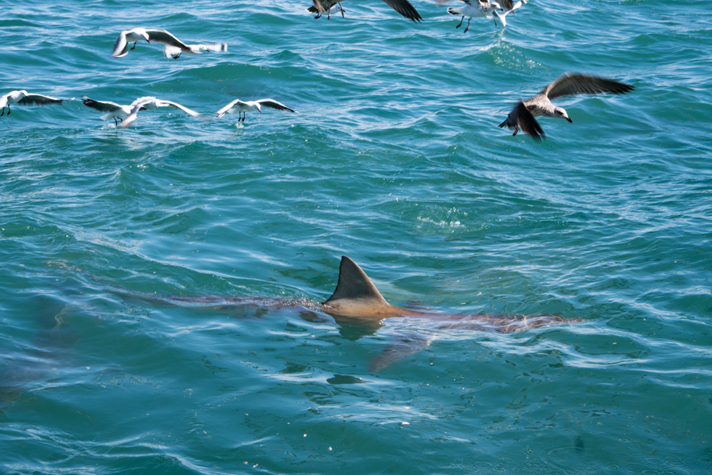 Haitauchen Südafrika ist ein einmaliges Erlebnis