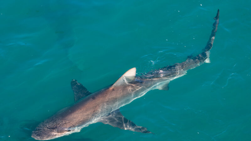 Haitauchen Südafrika: Haie sehen beim Shark Cage Diving