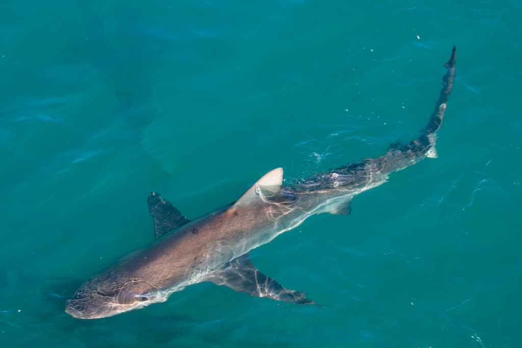 Haitauchen Südafrika: Haie sehen beim Shark Cage Diving