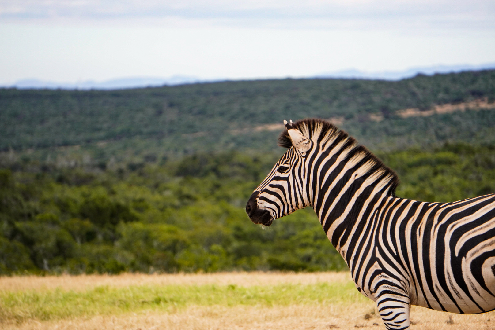 Zebra im Addo Elephant Park in Südafrika