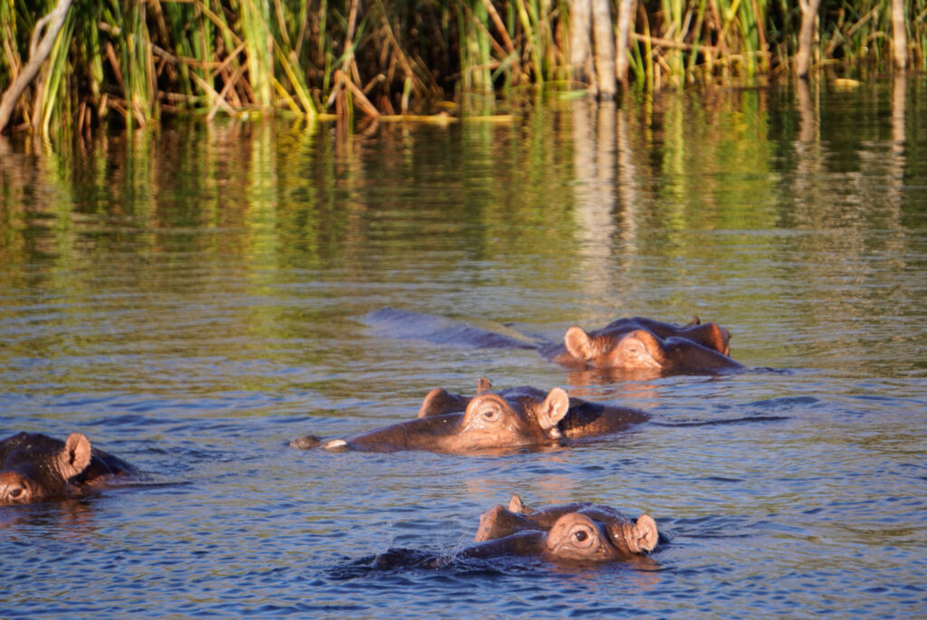 Hippos im iSimangaliso Wetland bei St Lucia