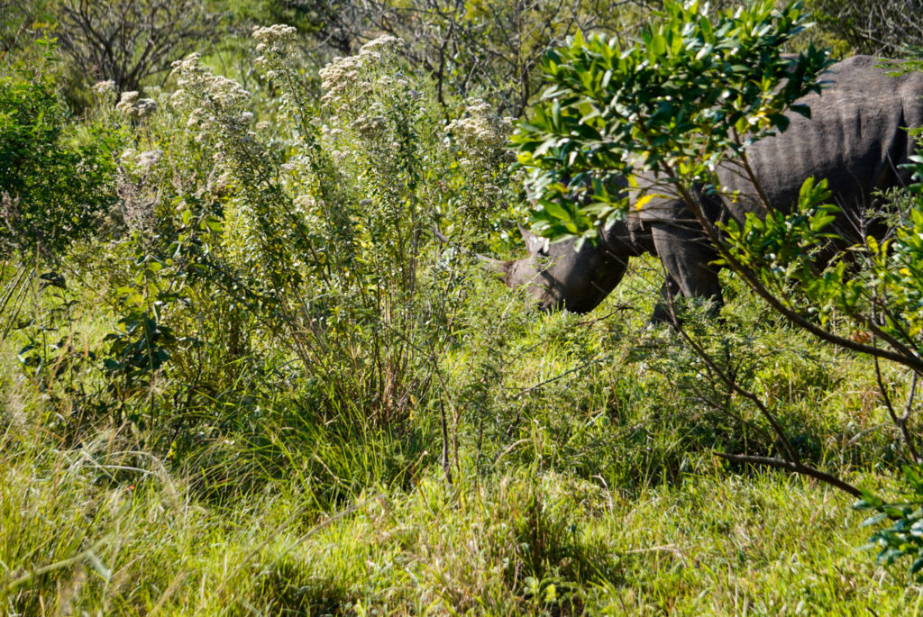 Nashorn versteckt hinter Büschen im Hluhluwe Nationalpark