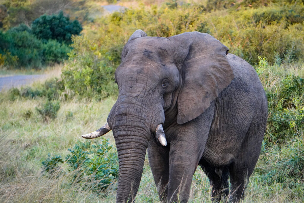 Elefant im Hluhluwe Nationalpark, Südafrika