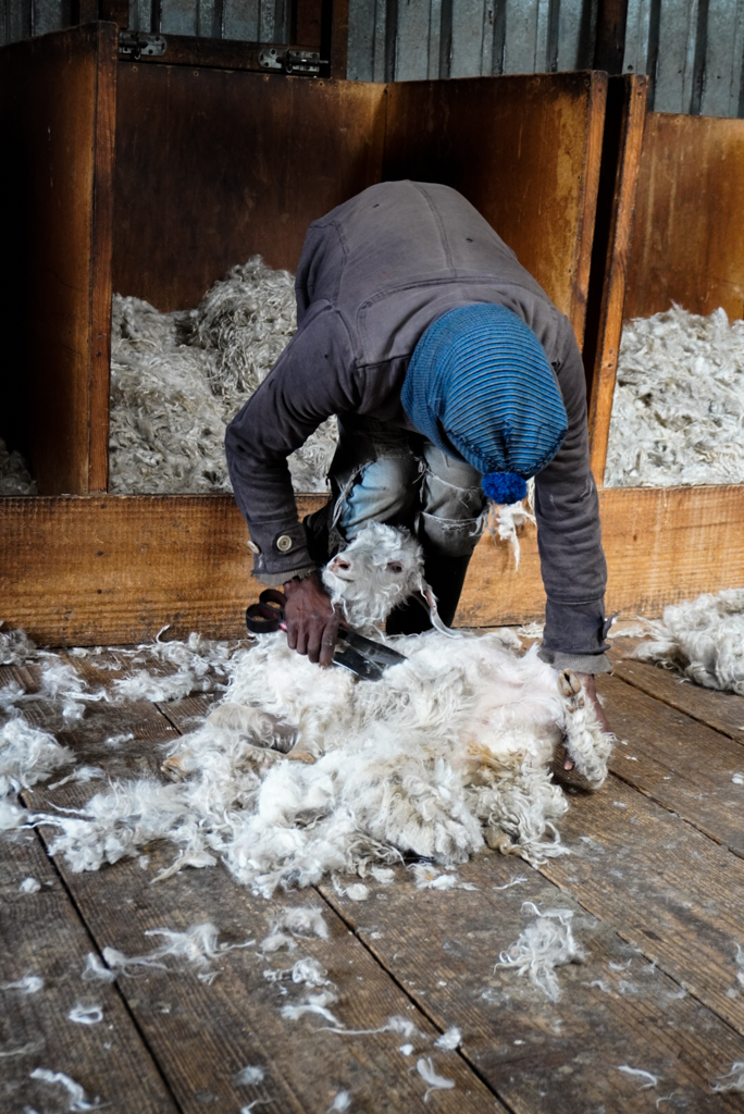 Angora Schaf in Lesotho wird geschoren