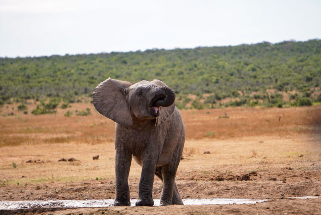 Elefant im Addo Elephant Park auf einem Südafrika Roadtrip
