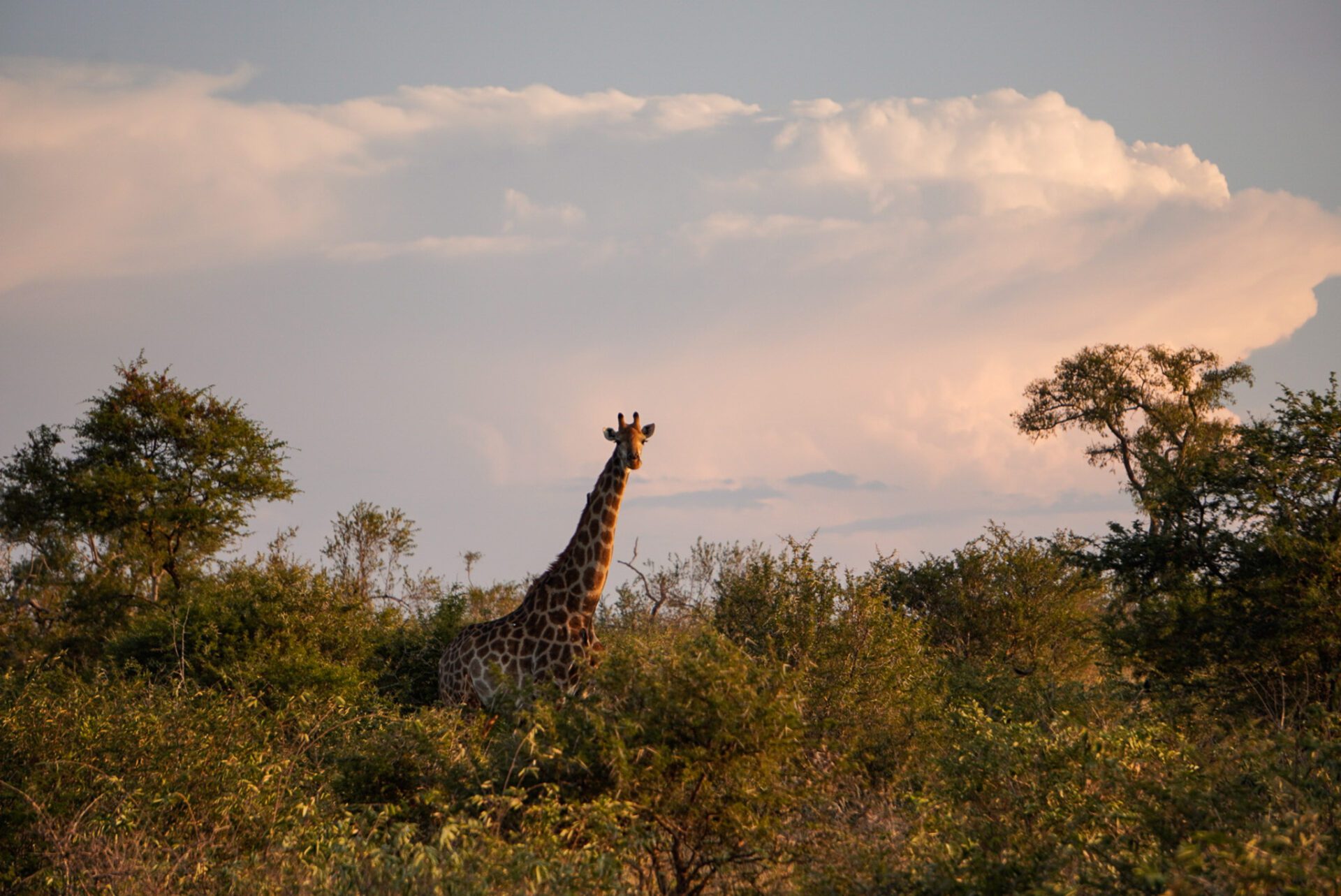 Südafrika Roadtrip: Giraffe im Kruger Nationalparl