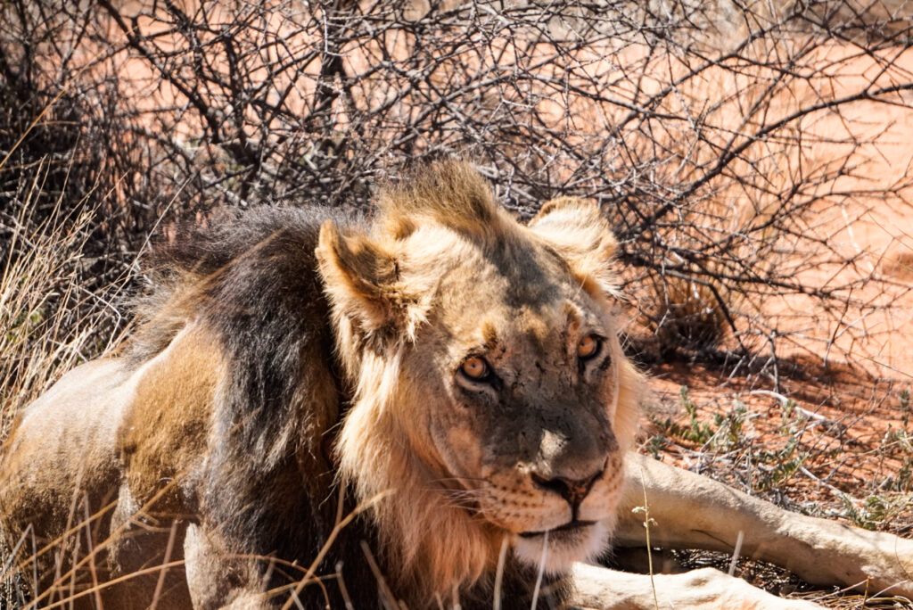 Löwen Tracking in der Kalahari Wüste auf einem Namibia Roadtrip
