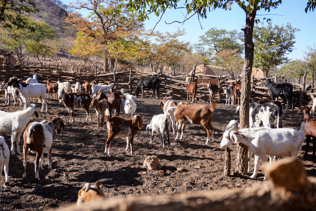 Die Himba in Namibia leben von der Viehzucht