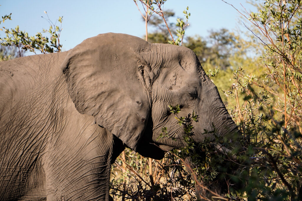 Elefant in Nkasa Rupara auf einem Namibia Roadtrip
