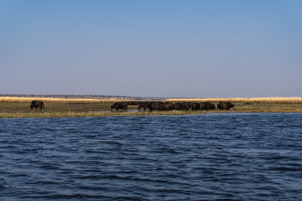 Chobe River Front im Chobe Nationalpark