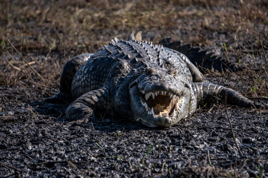 Krokodil an der Chobe Riverfront