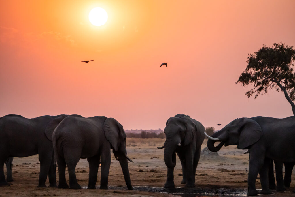 Sonnenuntergang Elefanten Chobe Nationalpark