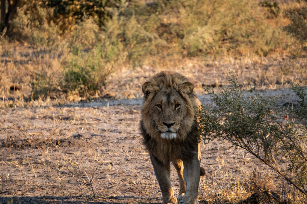 Löwenmännchen im Chobe Nationalpark