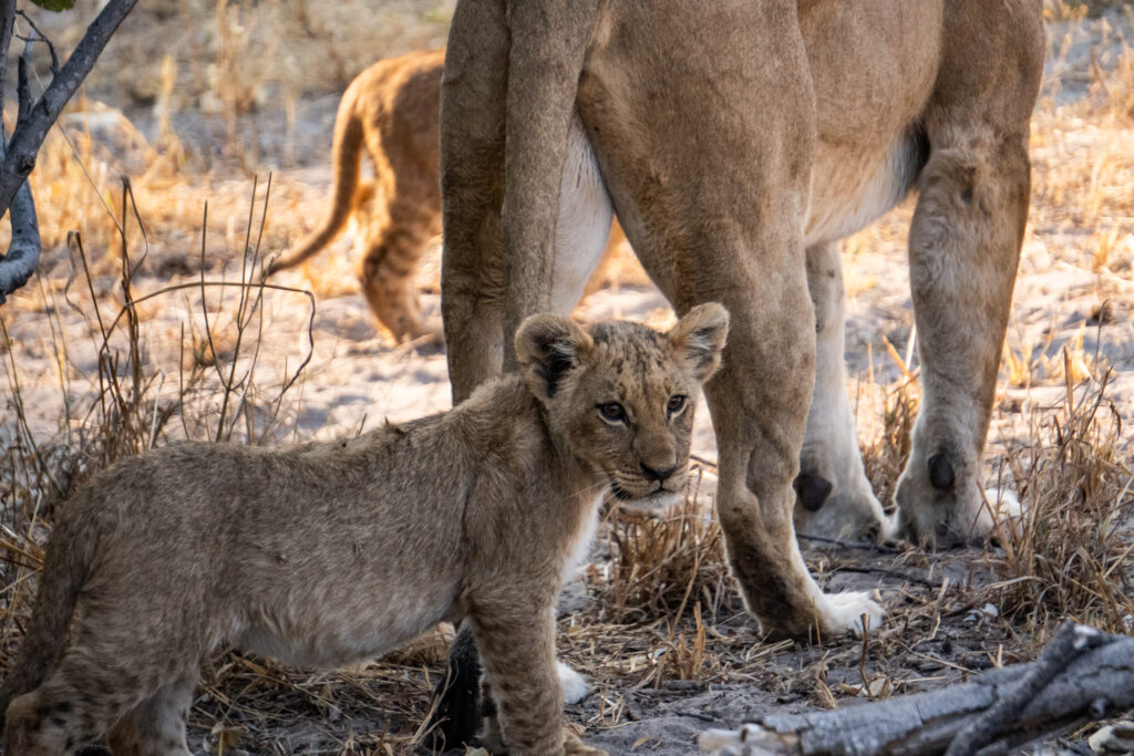 Löwen Baby im Chobe Nationalpark